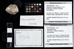 Foto (Objekt + Etikett) von Mundopsidae indet.  (NHMW-GEO-2014-0194-0226)